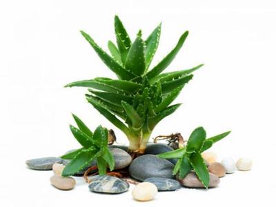 去除房間甲醛的植物有哪些？