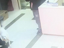 有問題找警察，薩摩耶派出所報案，不注意這件事，對狗狗致命，警察蜀黍卻幫不上忙！
