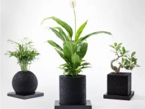 怎么除甲醛靠得牢？竹炭、植物成最大“騙局”