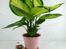 哪些植物可以除甲醛，本事最大呢？