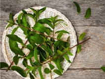植物可以去甲醛嗎？甲醛治理原理是什么